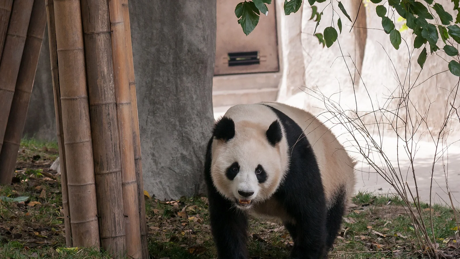 Chengdu Research Base of Giant Panda Breeding in Chengdu